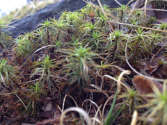 Polytrichum