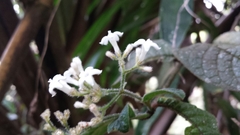 Psychotria pyrrotricha image