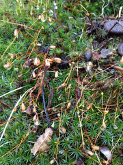 Polytrichum