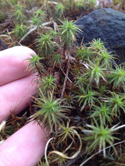 Polytrichum
