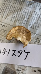 ハチノスタケ