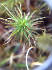 Polytrichum