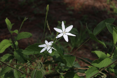 Image of Milla biflora by (c) Ricardo Betancourt Sánchez, some rights reserved (CC BY)