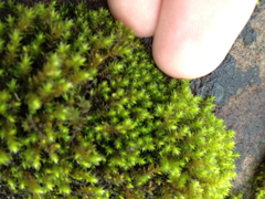 Bryopsida