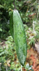 Cynanchum leucanthum