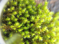Bryopsida