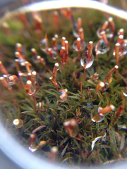 Atrichum