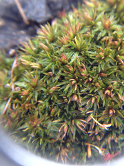 Atrichum