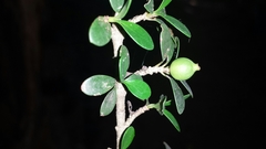 Hyperacanthus grevei