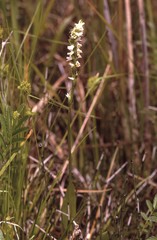 Spiranthes lucida