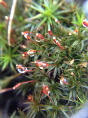 Atrichum