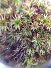 Atrichum
