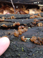 Fungi