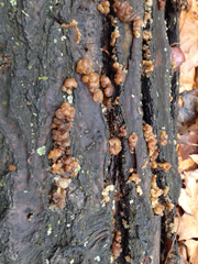 Fungi