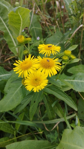 Inula japonica (Inula japonica)