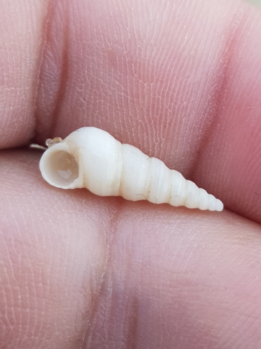Mesalia mesal