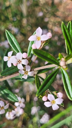 Zieria compacta C.T.White