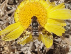 Thyridanthrax nugator