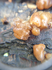 Fungi