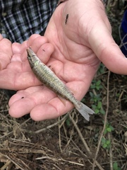 Esox americanus