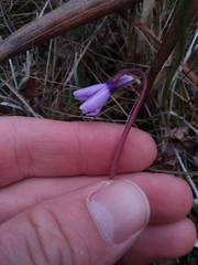 Pinguicula planifolia