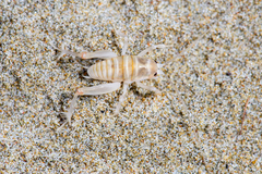 Rhachocnemis validus