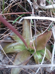 Pinguicula planifolia