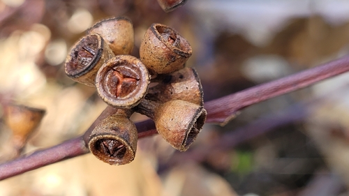 Eucalyptus brunnea L.A.S.Johnson & K.D.Hill