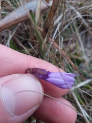 Pinguicula planifolia