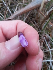 Pinguicula planifolia
