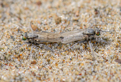 Lasiopogon littoris