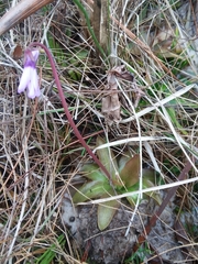 Pinguicula planifolia