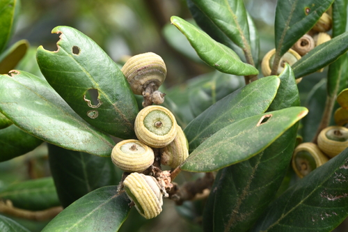 Quercus championii Benth.
