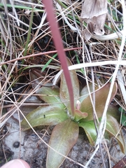 Pinguicula planifolia