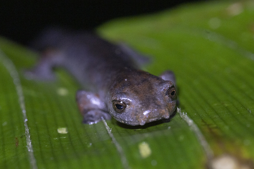 Ecuadorian salamander, Bolitoglossa equatoriana