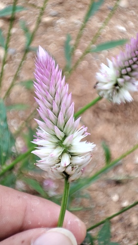 Quail Grass