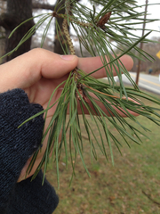 Pinus resinosa