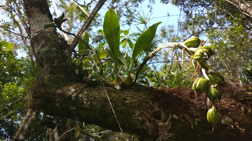 Bulbophyllum sulfureum image