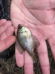 Centrarchus macropterus