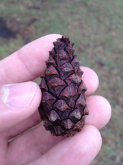 Pinus resinosa