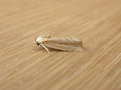 Earias huegeliana