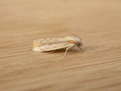 Earias huegeliana