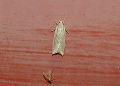 Gonioterma mistrella