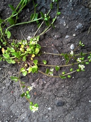 Cochlearia danica
