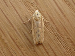 Earias huegeliana