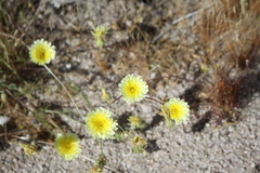 Malacothrix glabrata