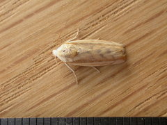 Earias huegeliana