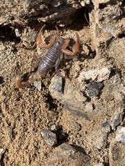 Smeringurus vachoni