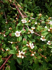 Cotoneaster × suecicus