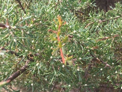 Hakea tuberculata